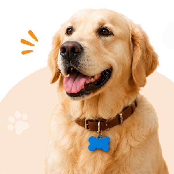 Dog wearing tag No QR