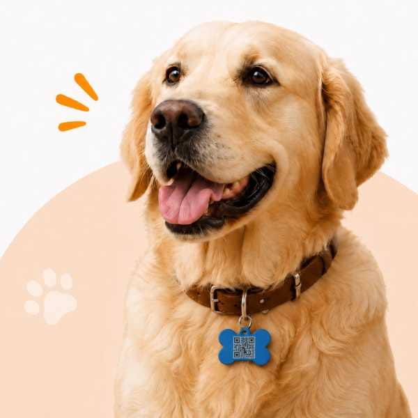 Dog wearing tag with QR