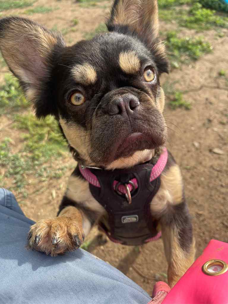Gigi Dog Profile Pic